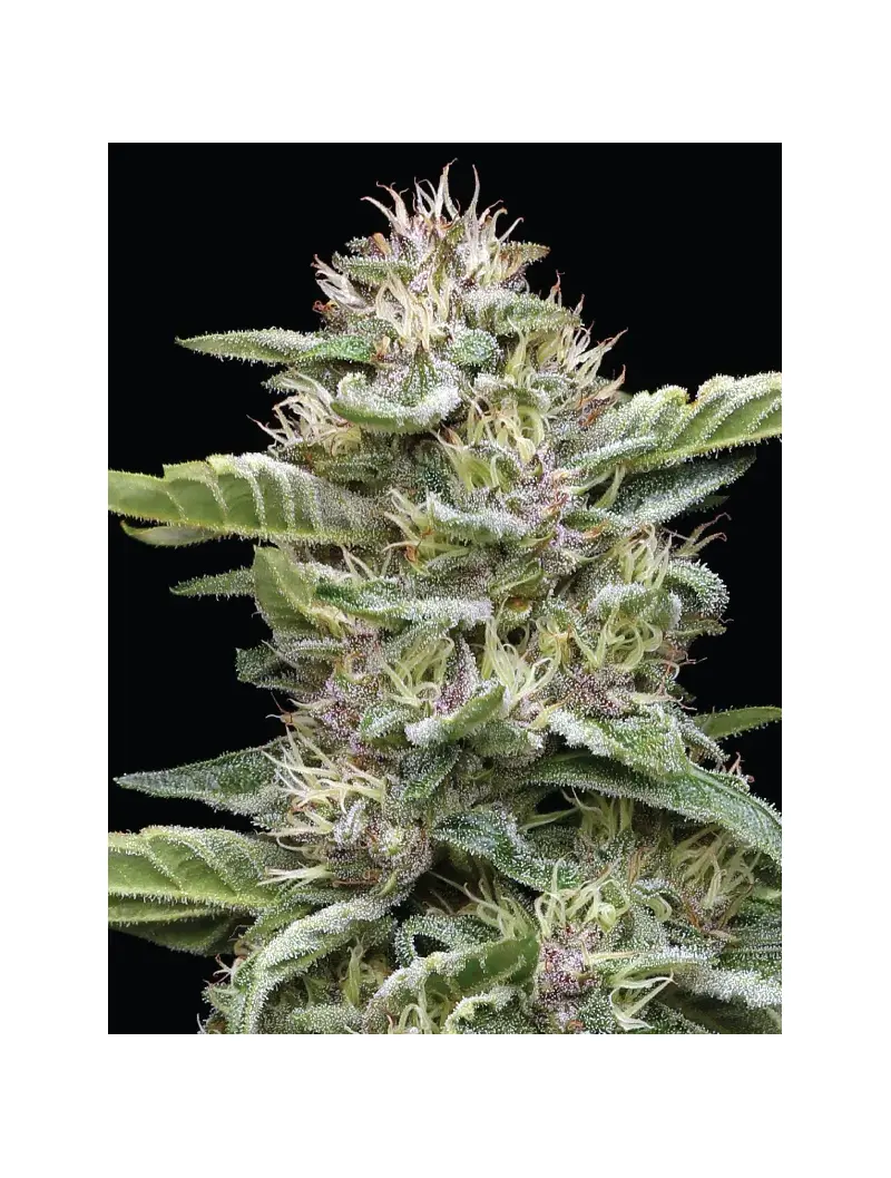 Garlic Budder, Фасовка: 3, изображение 2